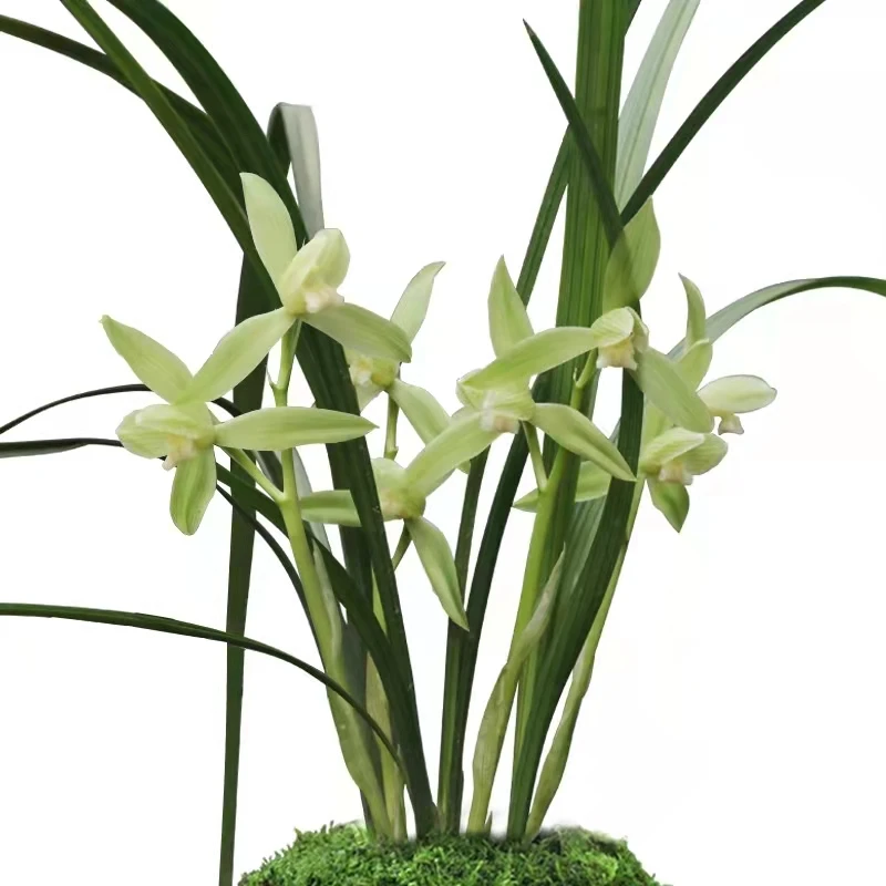兰草汇春剑传统名品春剑素心珍品银杆素带花苞绿植盆栽
