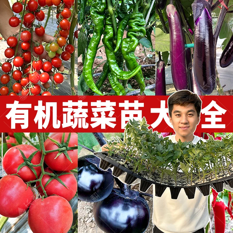 【各种蔬菜苗大全】辣椒苗朝天椒苗番茄苗木耳菜长茄空心菜天葵田七
