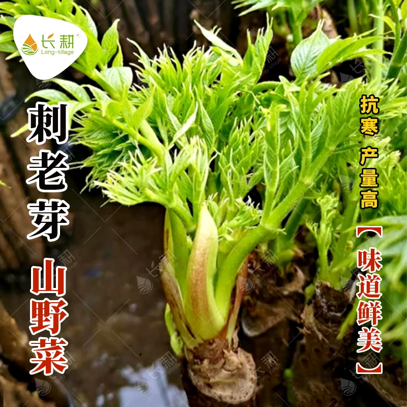 刺老芽种子东北山野菜种孑春秋四季农家庭院香椿刺龙芽蔬菜籽盆栽