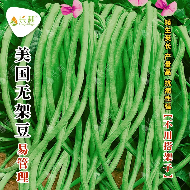 美国无架豆种子地豆角种孑豇豆种籽早熟春季秋季四季蔬菜种子播种