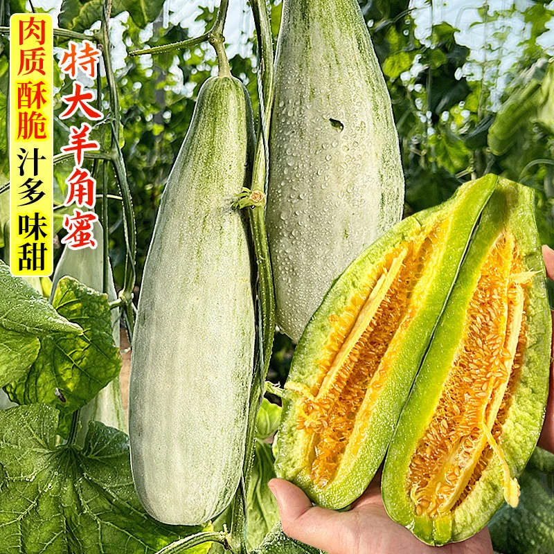 羊角蜜甜瓜种子春阳台甜瓜种播种春季简单甜脆羊角蜜瓜种子特大