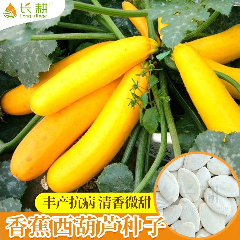 香蕉西葫芦种子孑水果型耐寒春季秋四季盆栽阳台南瓜蔬菜种籽