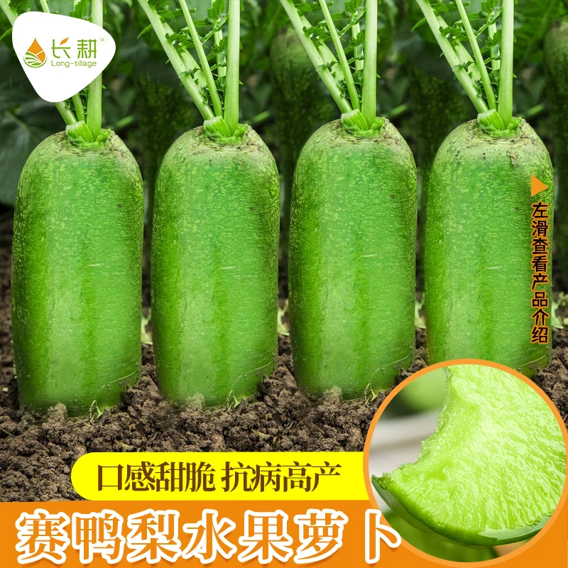 水果萝卜甜脆赛鸭梨萝卜种新鲜生吃农家田园春四季青皮绿萝卜种子