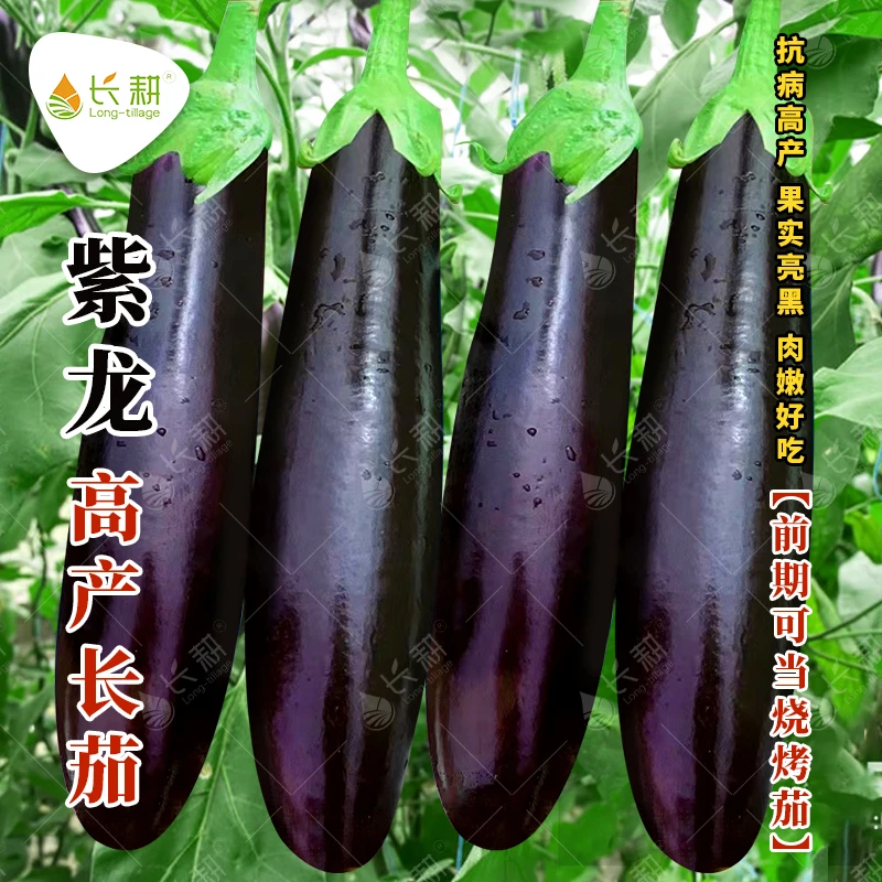 紫龙长茄种子寿光紫把大龙茄子苗黑紫色杭茄种孑春秋四季高产蔬菜