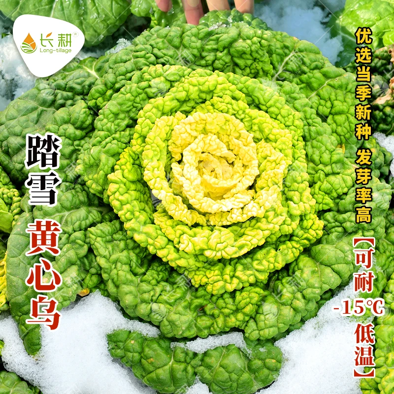黄心乌黑心乌塌菜种子散叶白菜耐寒秋季冬季种籽简单营养蔬菜