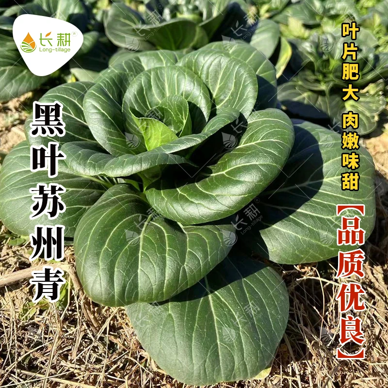 黑叶苏州青上海青菜籽种青菜种籽油菜种子四季播种蔬菜种简单春季
