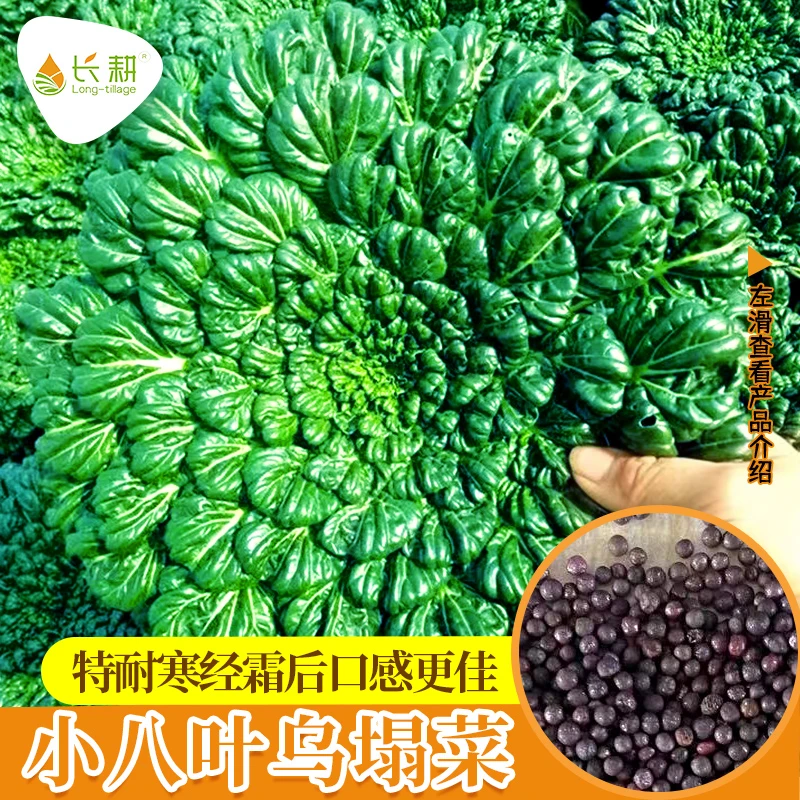 乌塌菜种孑小八叶乌塌菜种籽春秋四季阳台盆栽黑青菜白菜蔬菜种子