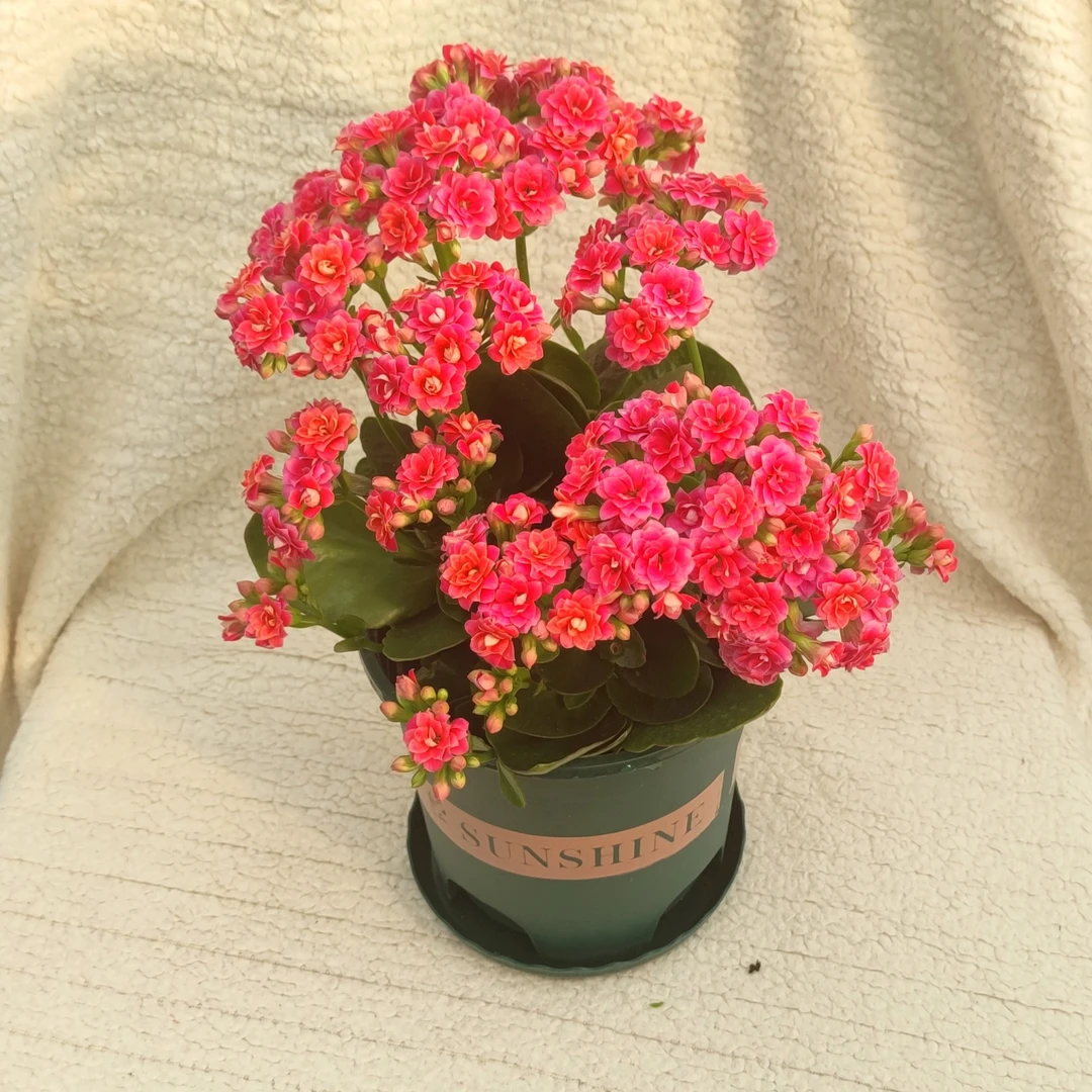 【依恋（重瓣儿）】130规格，长寿花花期长大花带花苞室内好养花卉植物