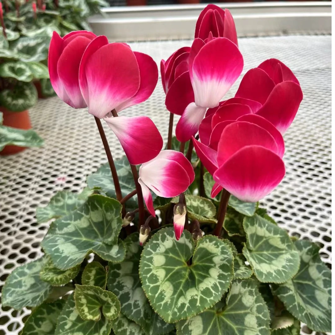 【荷花仙子品红色】仙客来