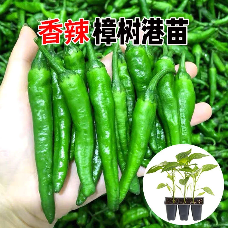 【顺丰包邮】正宗樟树港辣椒苗 本地椒 广州地现摘现发根系发达包邮