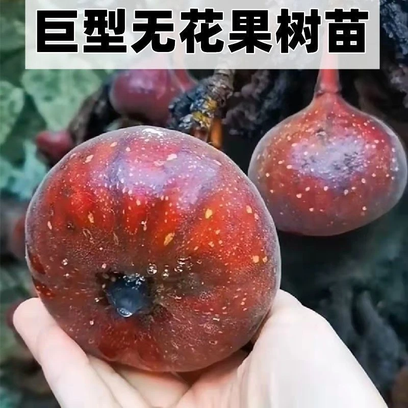 巨型无花果树苗新品四季特大嫁接南北方种植盆栽地载耐寒当年结果
