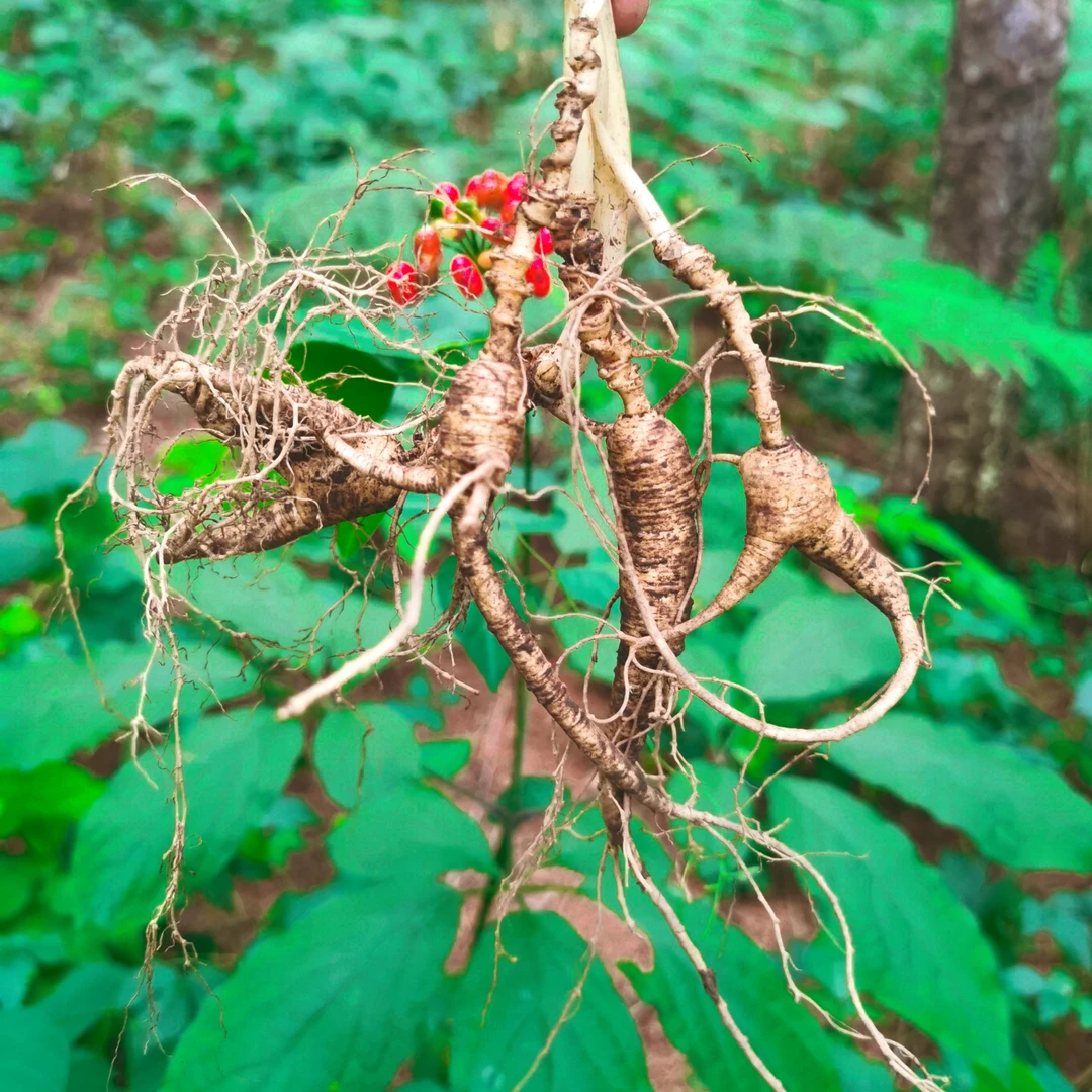 长白山人参市场赶集代购改价链接
