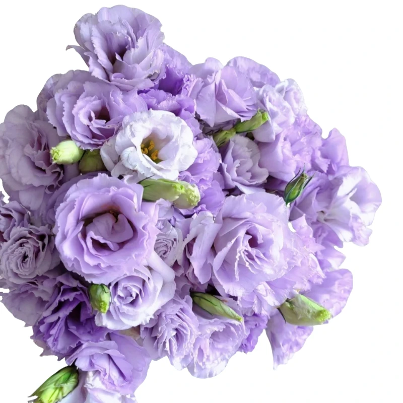 浅紫色洋桔梗东北辽宁凌源发货顺丰包邮