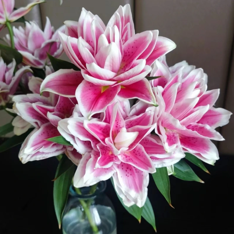 火星之恋粉色大重瓣香水百合鲜花东北辽宁发货