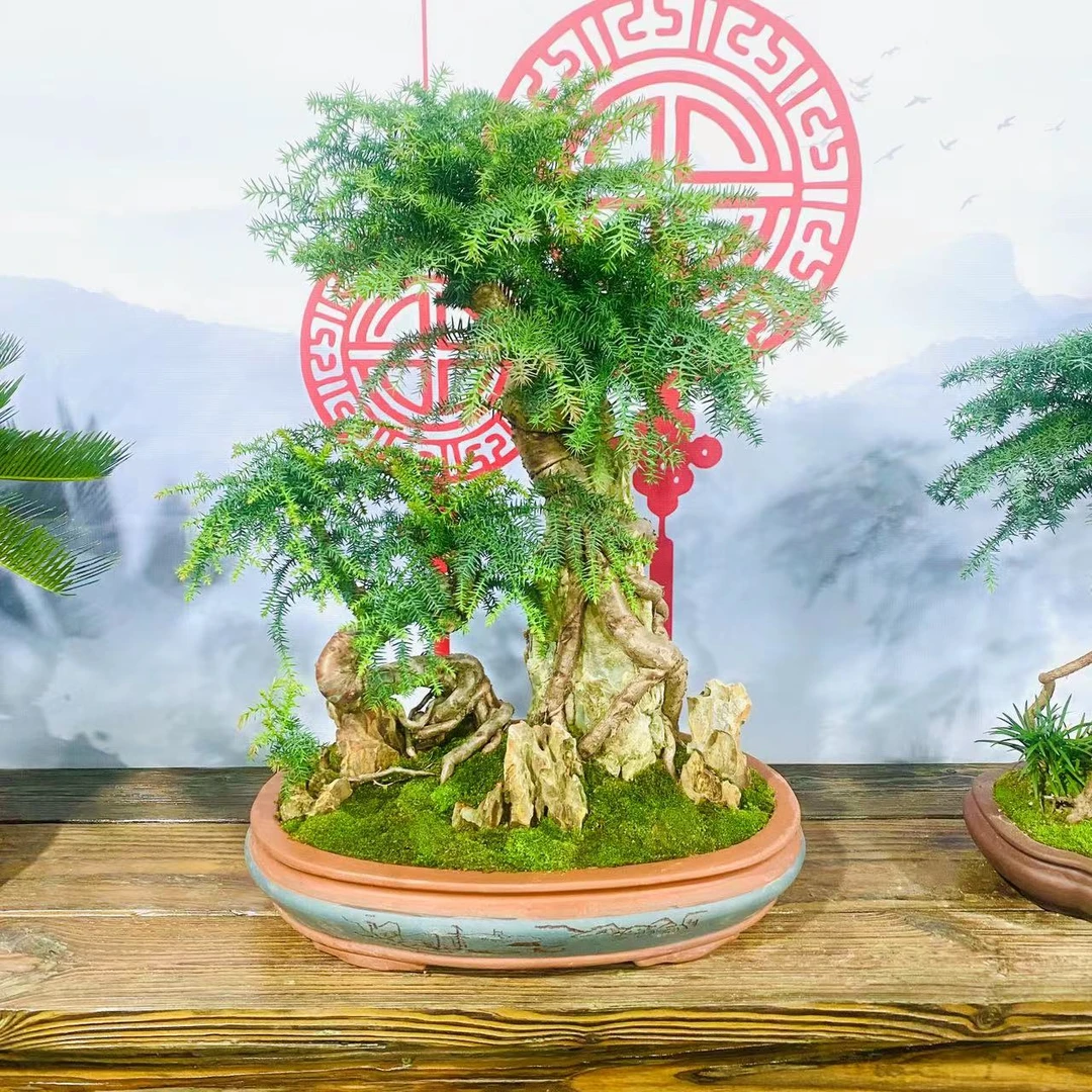 1000-5000澳洲杉不老松罗汉松直播间一物一拍花卉绿植