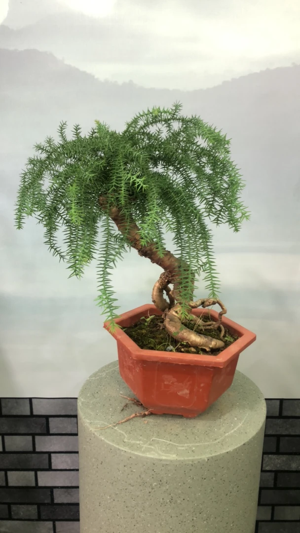 澳洲杉基地绿化苗木四季常青室内外大棵绿植盆栽罗汉松迷你小盆栽
