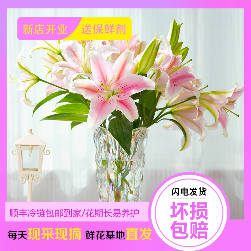罗迪香水百合鲜切花基地直发顺丰包邮