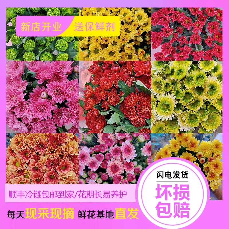 小雏菊5种颜色混搭10支装