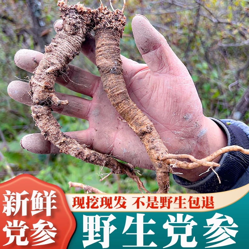 陇膳堂 新鲜野党参250g/500克现挖鲜党叁条正品甘肃特级中药材