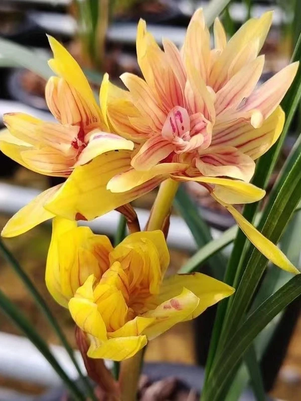 【黄金奇艳】春兰精品浓香型奇花