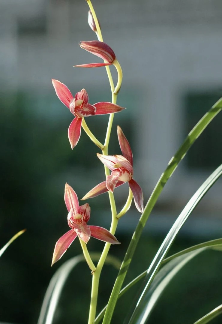 【好日子】 建兰喜庆红花庭院阳台绿色植物浓香型花卉包邮
