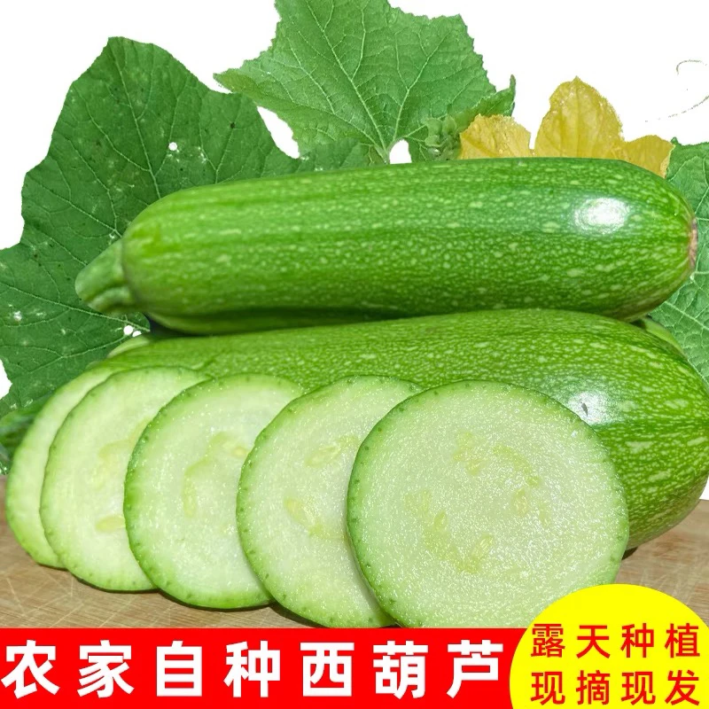 云南西葫芦现摘小瓜番瓜菜瓜农家自种新鲜蔬菜