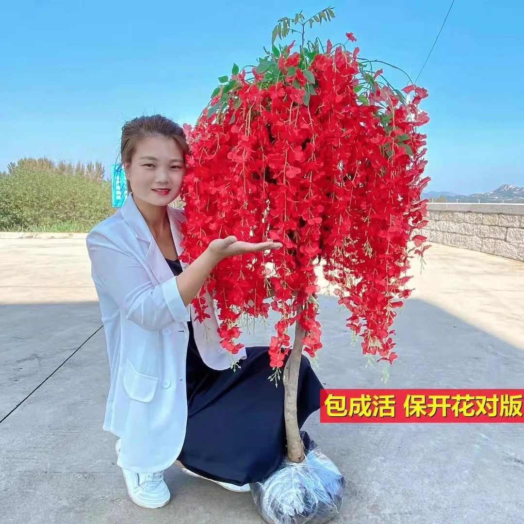 紫藤树苗爬藤花卉庭院围墙紫藤四季开花盆栽地栽植物南北方藤蔓绿