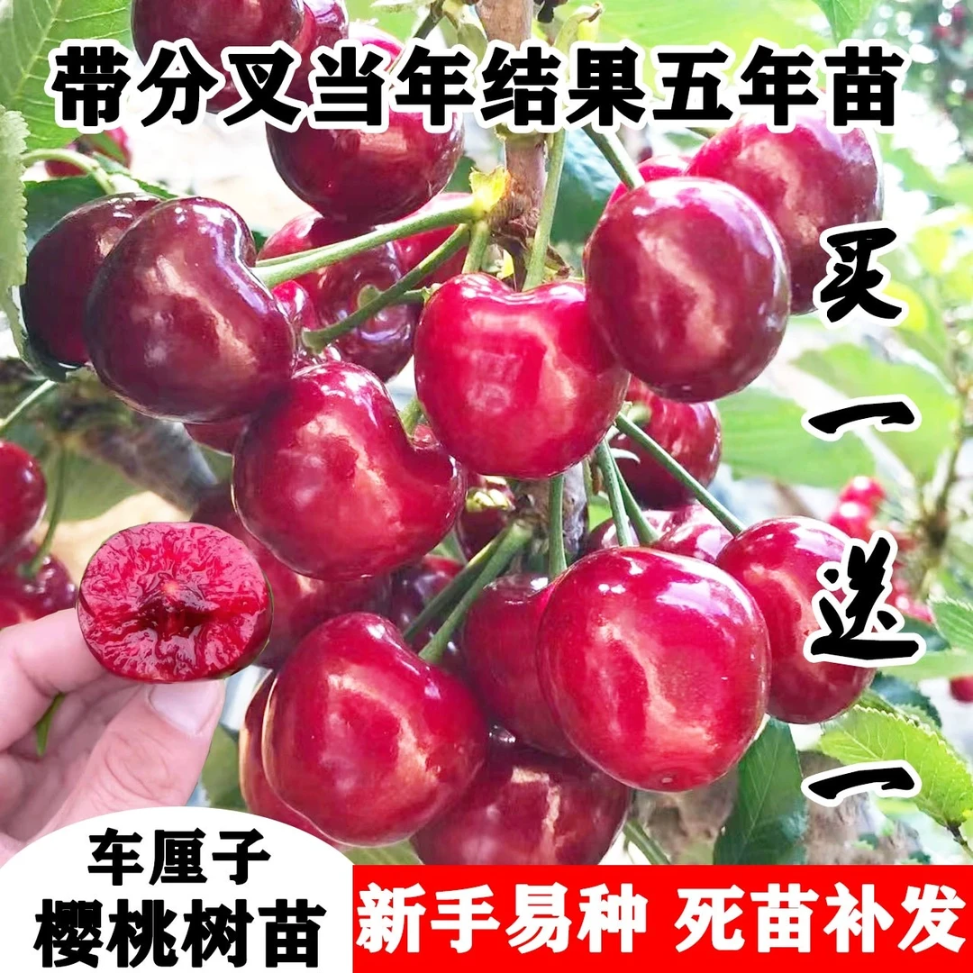 车厘子树苗樱桃树苗南方北方种植盆栽庭院果树矮化大樱桃苗樱桃树
