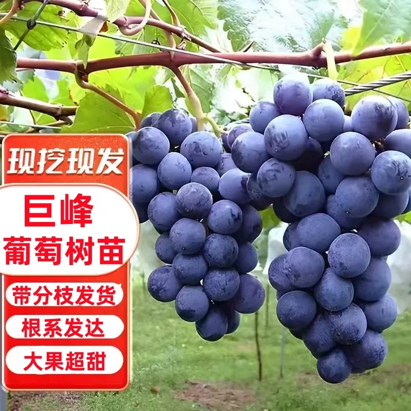 嫁接香妃葡萄树苗甜青提树苖庭院爬藤葡萄苗南方北方种植当年结果