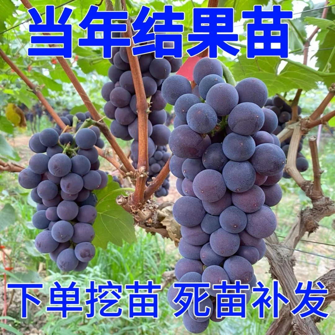 阳光玫瑰葡萄树苖无籽青提葡萄苗爬藤北南方种植当年结果果树果苗