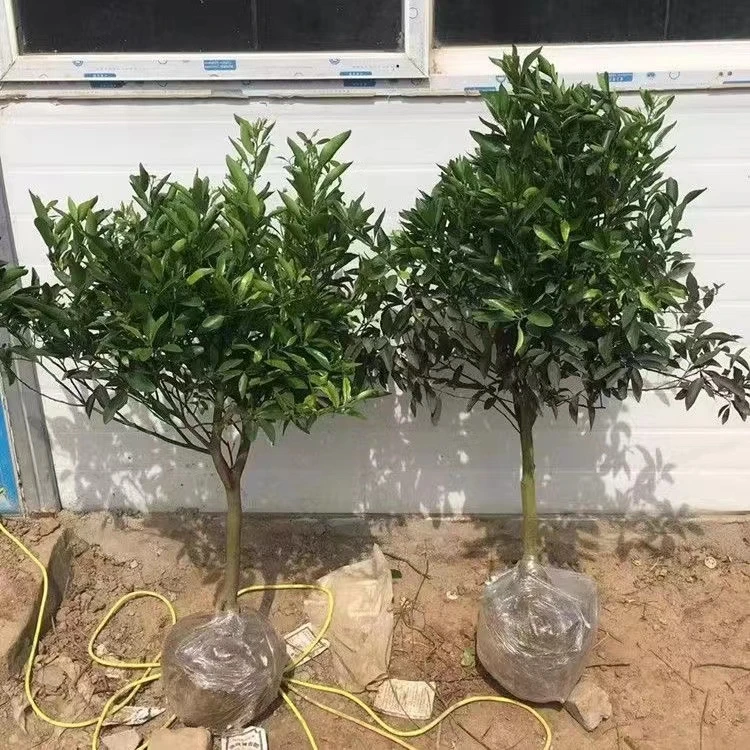 金桔树苗盆栽带果可食用脆皮桔四季橘子树果树苗室内客厅庭院植物