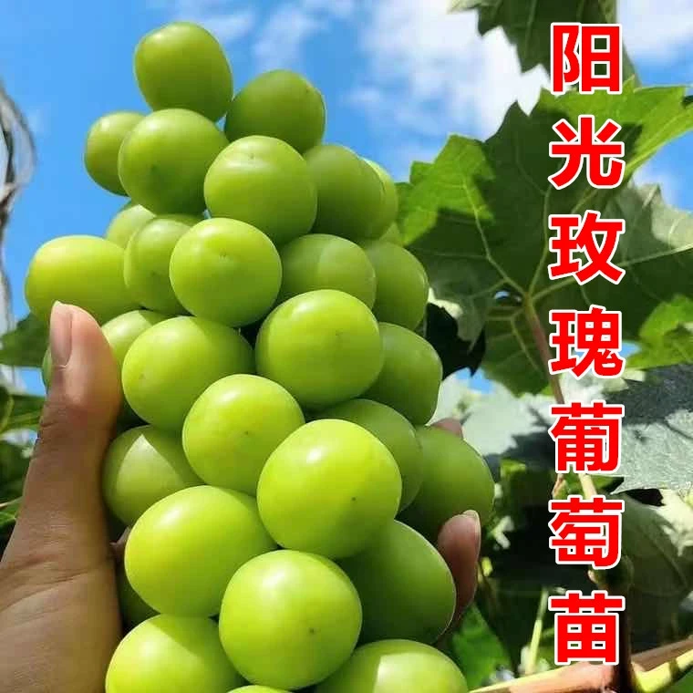 无籽藤稔葡萄苗藤埝乒乓球玫瑰香树苖无核爬藤葡萄树苗南北方种植