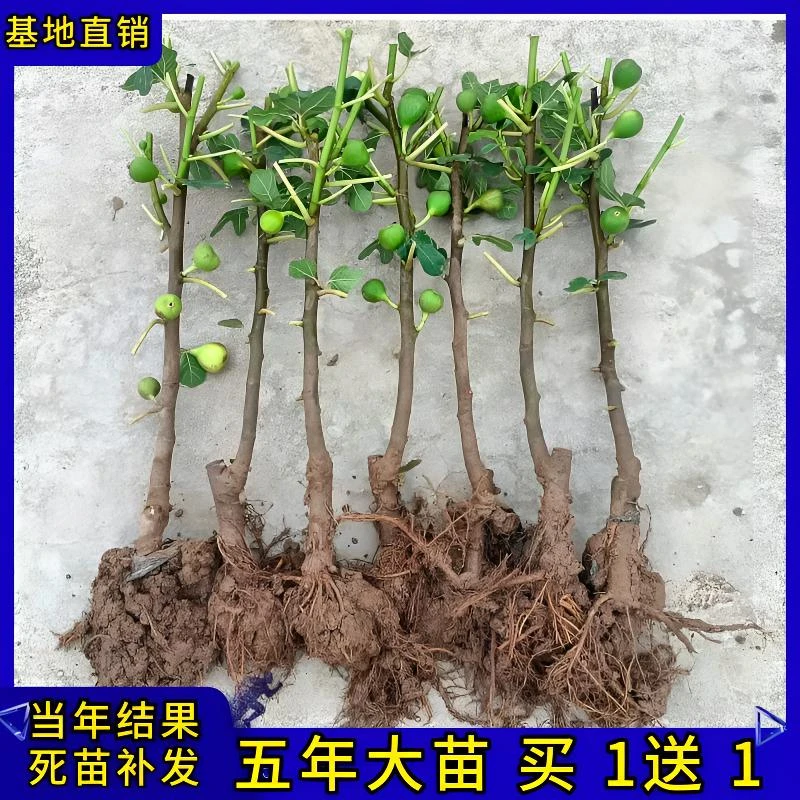 无花果树果苗四季种植大波姬红无花果苗南方北方盆栽地栽当年结果