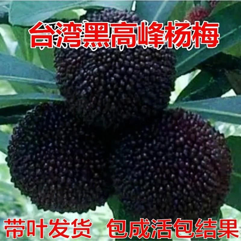 杨梅苗树苗结果正宗嫁接东魁杨黑炭梅苗盆栽南方地栽特大果苗当年