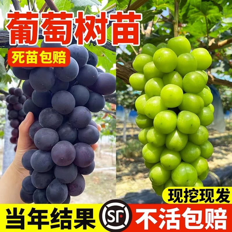 嫁接新品种阳光13葡萄树苗爬藤扦插阳光玫瑰葡萄苗地栽果树苗盆栽