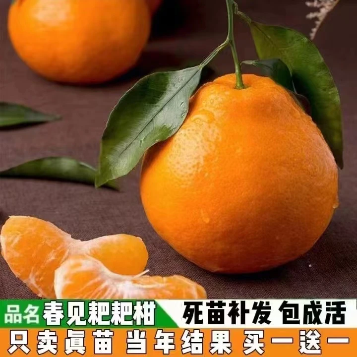 橘子苗树广西沃柑树苗武鸣高产无核嫁接桔子树苗盆栽南北种植苗木