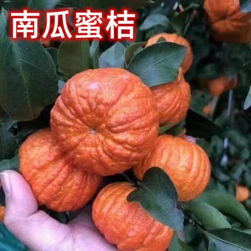 南瓜橘子树苗正宗嫁接桔子苗无核柑桔苗南北方种植盆栽地栽沃柑