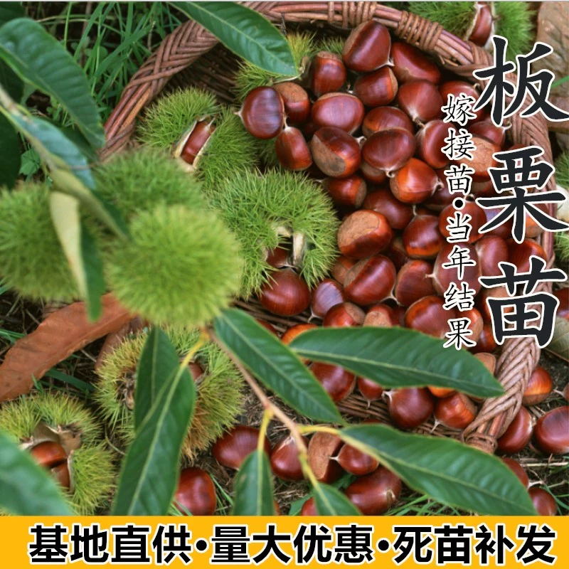 嫁接板栗苗树地栽盆栽特大迁西大红袍当年结果板栗树苗南北方种植