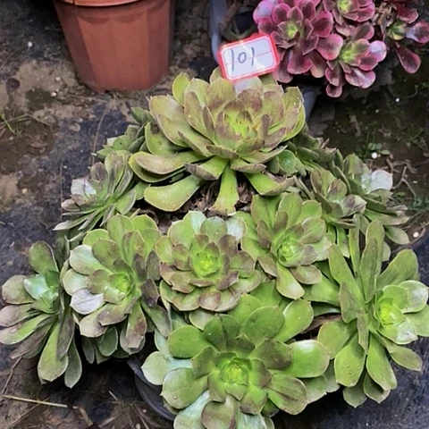 花月夜老桩捧花法师处理的101