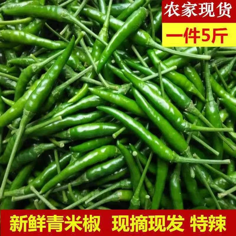 新鲜青小米辣椒特辣朝天椒指天椒小米椒剁椒泡椒超辣青米椒小辣椒