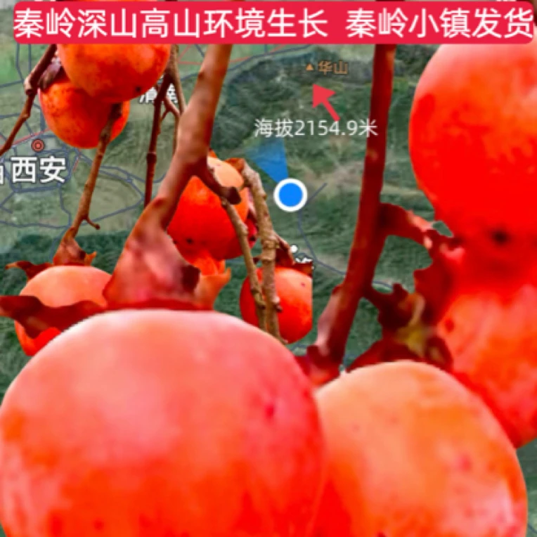 正宗野山果【爆甜百年老树果小蜜柿】产地秦岭应季新鲜水果山区发货