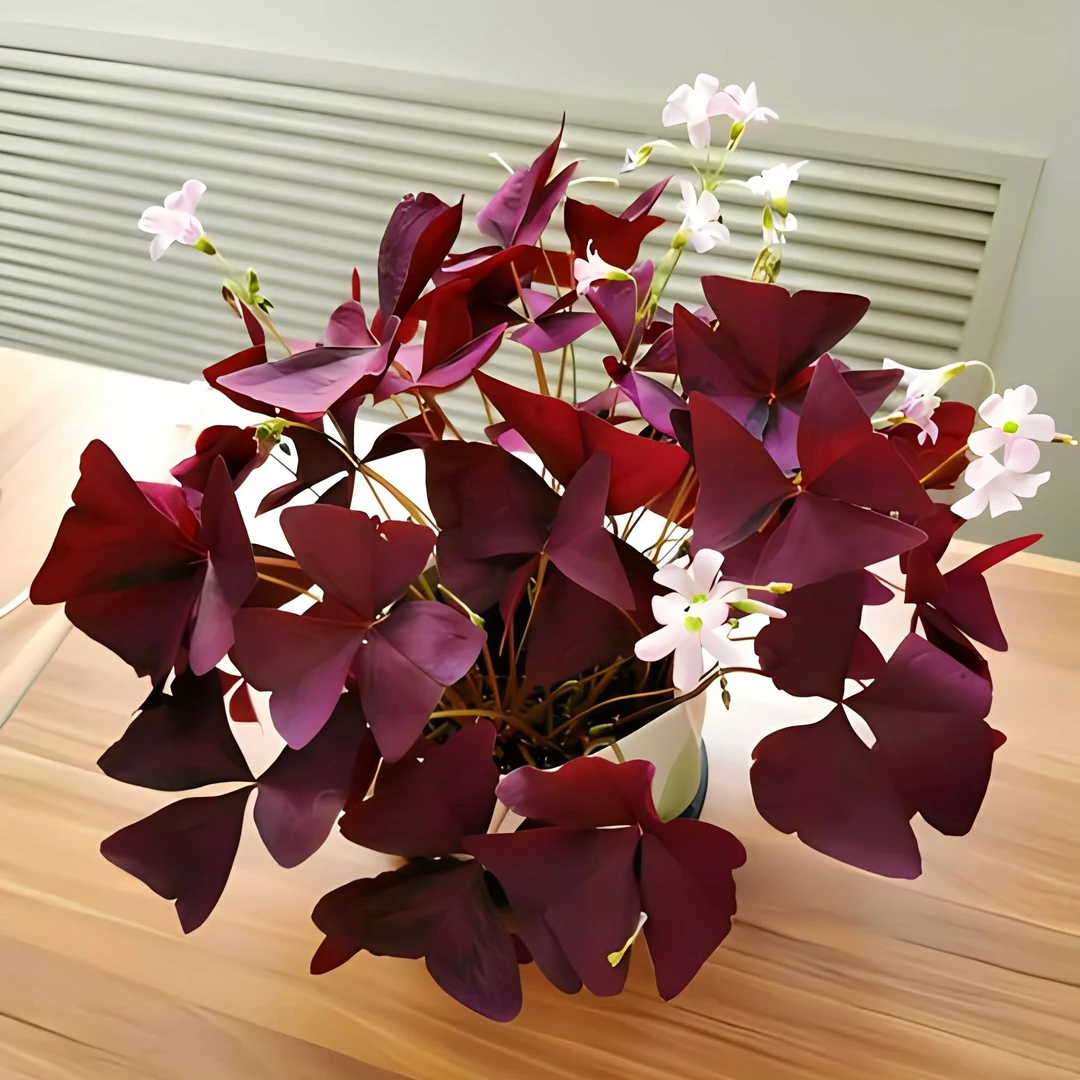 室内阳台庭院春秋植物花卉紫色酢浆草苗多年生四季开花好养易活