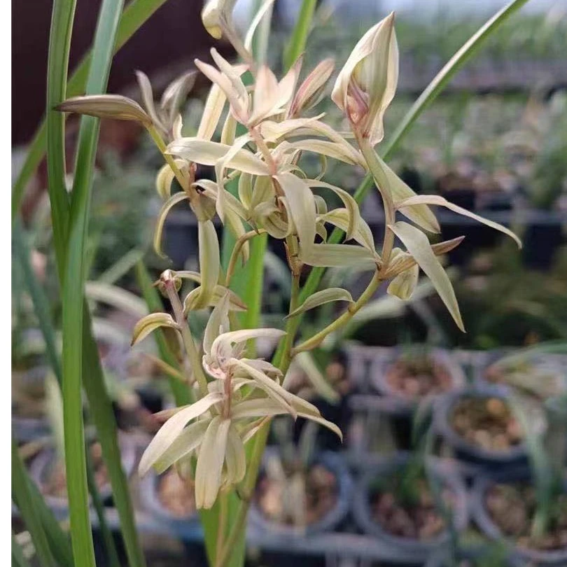 翁源兰花建兰宝岛金龙一杆多花