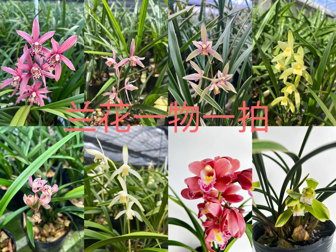 公子兰卉直播间兰花兰草盆栽一物一拍兰花盆栽金边带花苞兰草