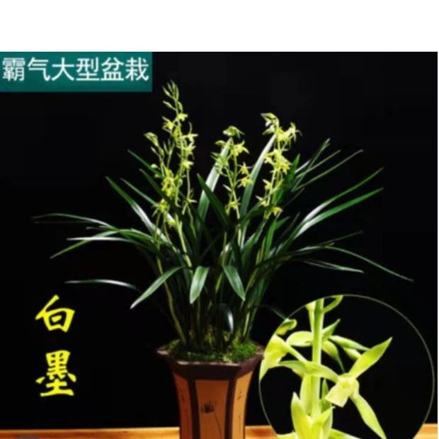 翁源兰花-墨兰兰草客厅白墨精品兰花东方兰花草兰花盆栽