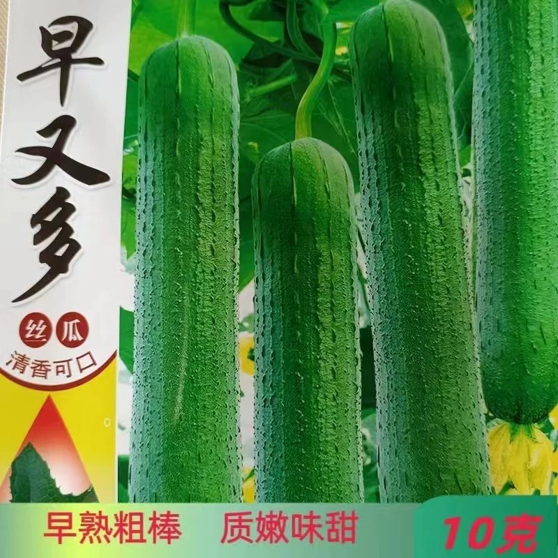 早又多肉丝瓜种子 丝瓜种籽爬藤杂交早熟抗病丰产油亮肉厚基地用