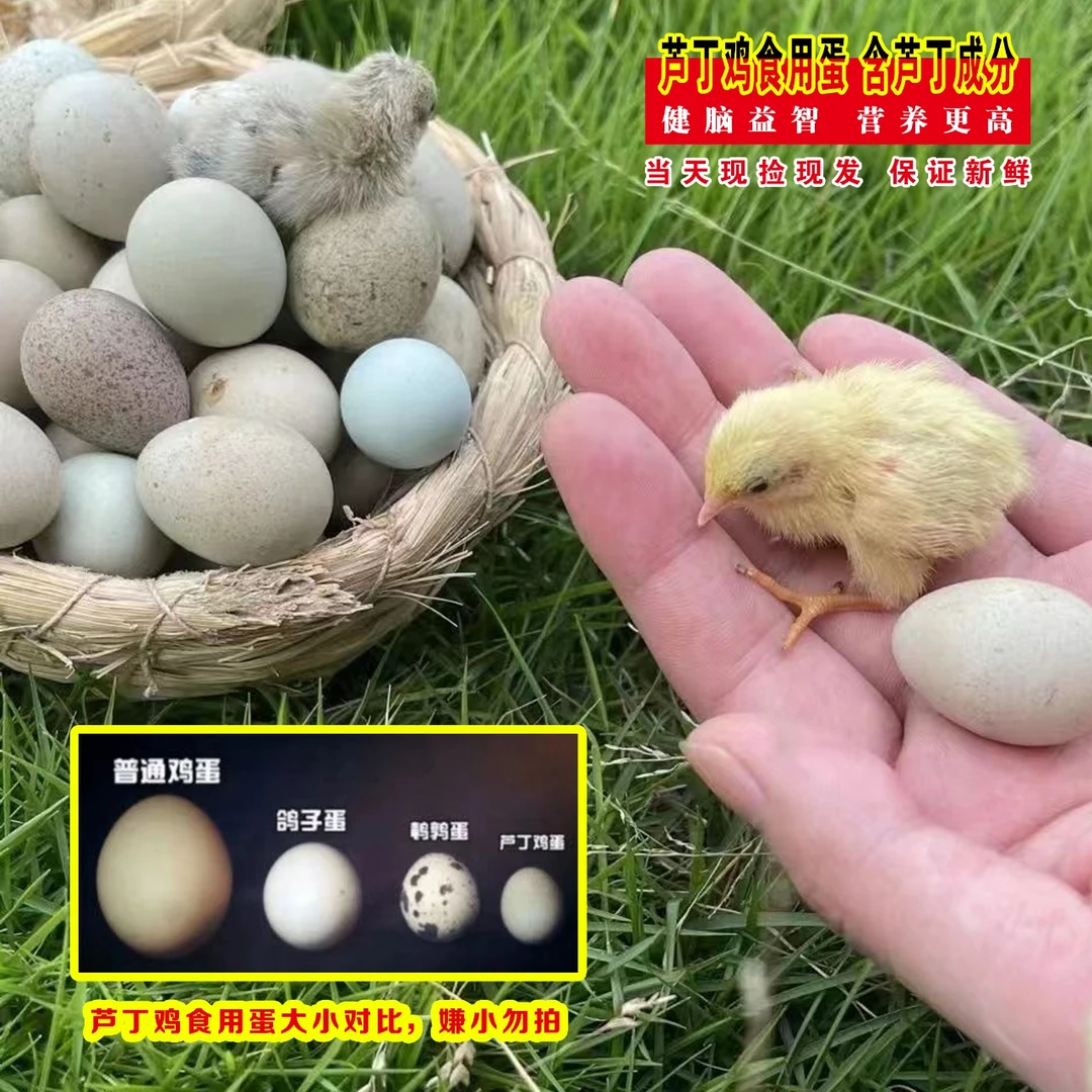 现捡新鲜装芦丁鸡蛋食用蛋包邮到家一枚也包破损