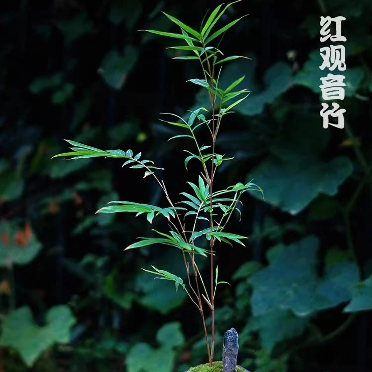 红竹红观音竹茶桌办公室书房阳台风雅禅意绿植迷你盆栽一物一拍