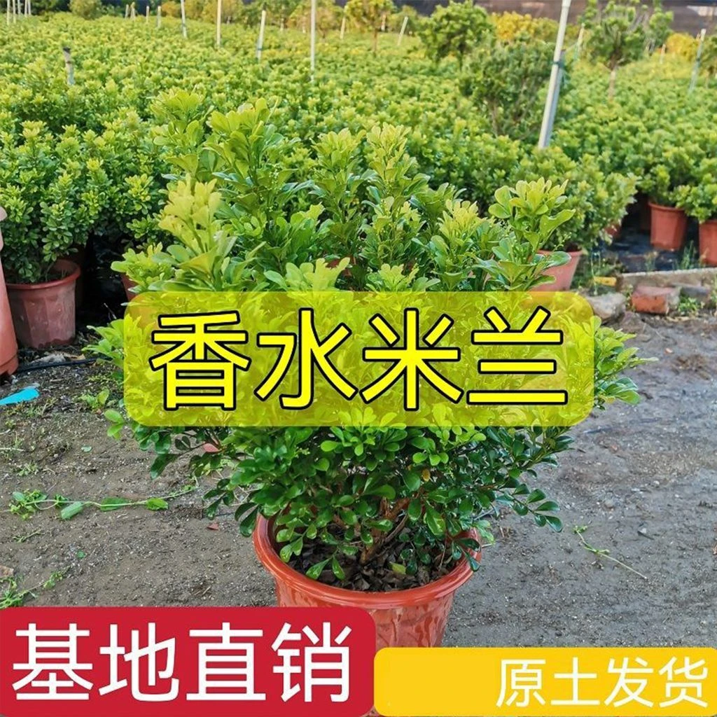 【正宗香水米兰】花盆栽四季开花阳台庭院好养易活千里眼九里香绿植