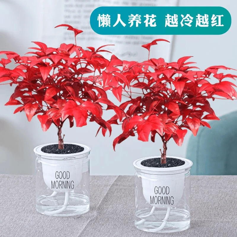 火焰南天竹观赏尺寸生长美好水培植简约懒人养护精致寓意吉祥如意